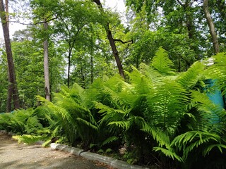 fern in the forest