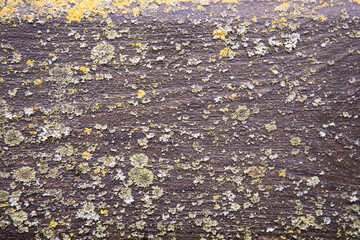 Lichen growing on a smooth, even surface. Background, texture. Natural drawing.