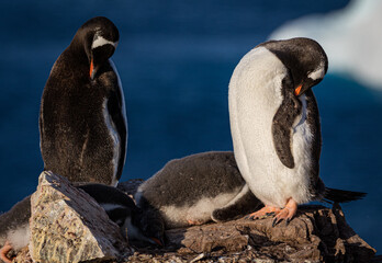 Fototapeta premium Gentoo penguins in Antarctica