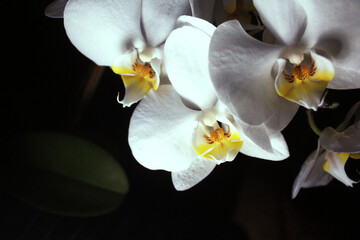 Flower orchids white on a dark background