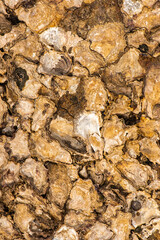 Real Oyster Shells detailed macro closeup texture or background