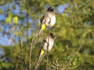 Bulbul, Johannesburg, South Africa, 2019