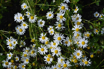 Chamomile flowers on summer meadow. Top view on white flowers with yellow cores.