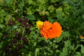 Bright orange marigold flower on the background of lush green garden