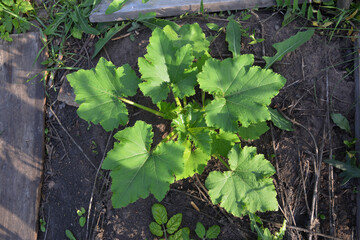 Pattypan squash grows in vegetable garden. Top view on plant with big green leaves.