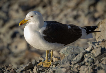 Kelp Gull in Antarctica (Larus dominicanus)