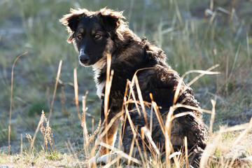Fototapeta premium curly puppy in the grass. pets. dog for a walk.