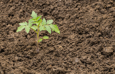 Tomato seedling growing in garden in process of development