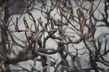 dead tree branches