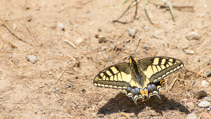 Fototapeta na wymiar Macro swallowtail butterfly machaon extemelly detailed