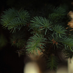 Fototapeta na wymiar christmas tree branches