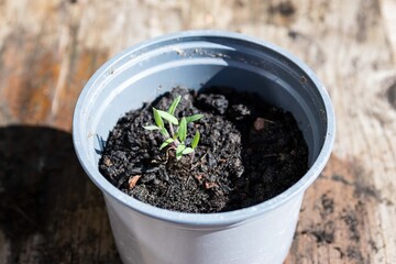 Young tomato seedling