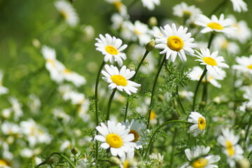 Fototapeta premium Viele hübsche weiße Gänseblümchen auf einer Wiese