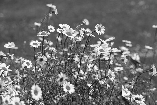 Eine Wiese mit G&auml;nsebl&uuml;mchen in schwarz-wei&szlig;