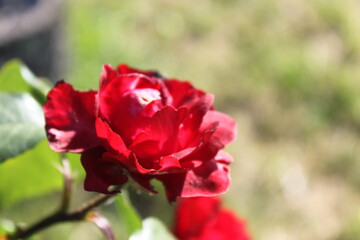 rose rouge