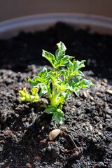 Young potato culture in pot 