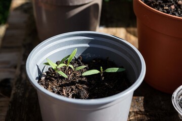 Young tomato plant 