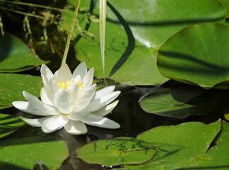 Eine hübsche weiße Seerose in einem Teich mit Seerosen Blättern