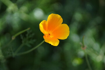 Eine Blume in Orange in der Natur