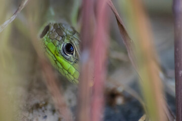 Beautiful eye of a lizard hidden in the grass