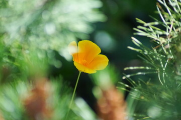 Eine hübsche Orange Blume mit Bokeh Effekt