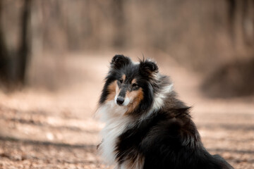 Beautiful Sheltie dog in the autumn forest