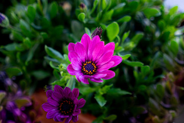 pink and purple flower