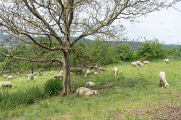 sheep in the field