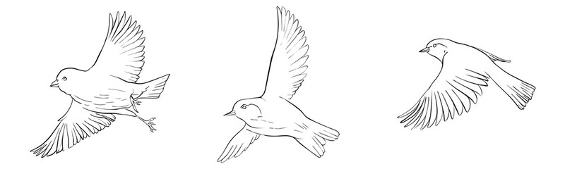 vector flying bird