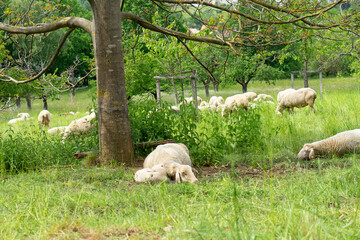 sheep and lambs
