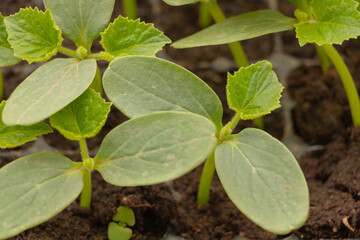 Cucumber seedlings close up ready for planting in the garden