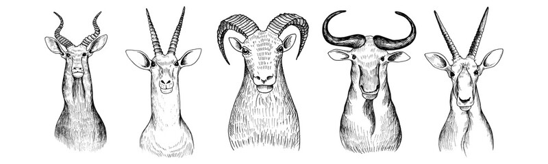 vector hand drawn head of antelope © cat_arch_angel