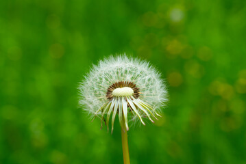 dandelion in the grass