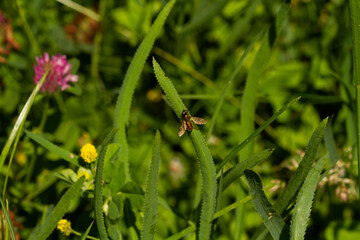 
beetle on a leaf of grass macro photo