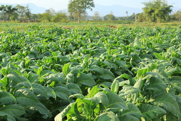 Fototapeta premium Common tobacco filed