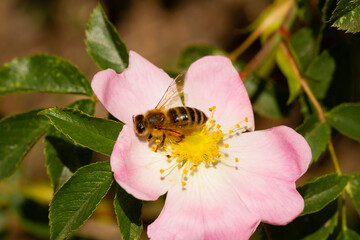 bee on a blooming flower plant in spring in a park in Prague