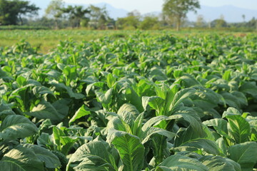 Common tobacco filed