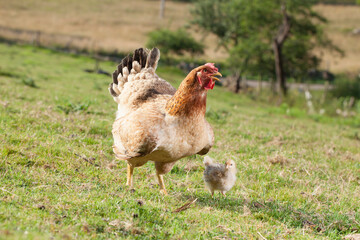 Hen with chicks outdoors in the grass