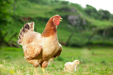 Hen with chickens outdoors on a pasture in the sun. Gallus gallus domesticus. Organic poultry farm. nature farming. Free range chickens.