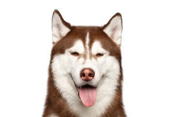 Funny Portrait of Brown Siberian Husky Dog,with closed eyes on White Background