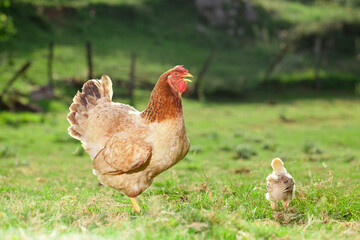 Hen with her chick free in a natural farm grazing on a sunny day outdoors. nice natural scene of free range hen with her chick walking outdoors