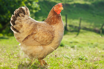 One yellow hens outdoors on sunny day on blurred colorful rural background. Breeding poultry, chicken meat and eggs concept.