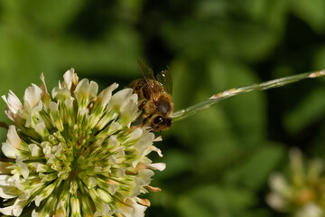 
bee on a blooming flower plant in spring in a park in Prague