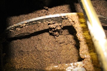 Greece, Attica, olive paste in malaxation tank during extra virgin olive oil extraction process in...