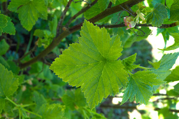 Fototapeta na wymiar Currant bush. Currant leaves close-up.