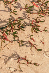 Real beach sand detailed macro closeup texture or background