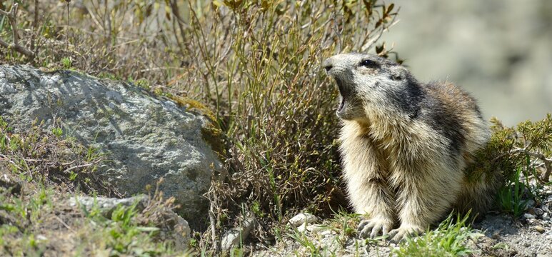 Marmotte &agrave; Arolla , Valais, Suisse