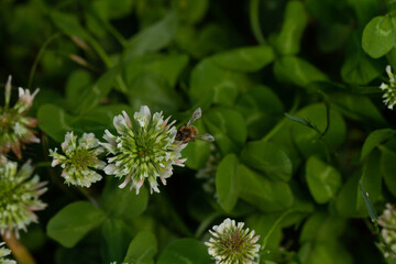 bee on a blooming flower plant in spring in a park in Prague