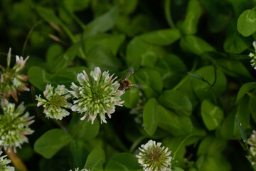 Fototapeta premium bee on a blooming flower plant in spring in a park in Prague