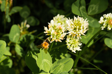 
Bumblebee on a flowering plant and blurred background in spring in the park